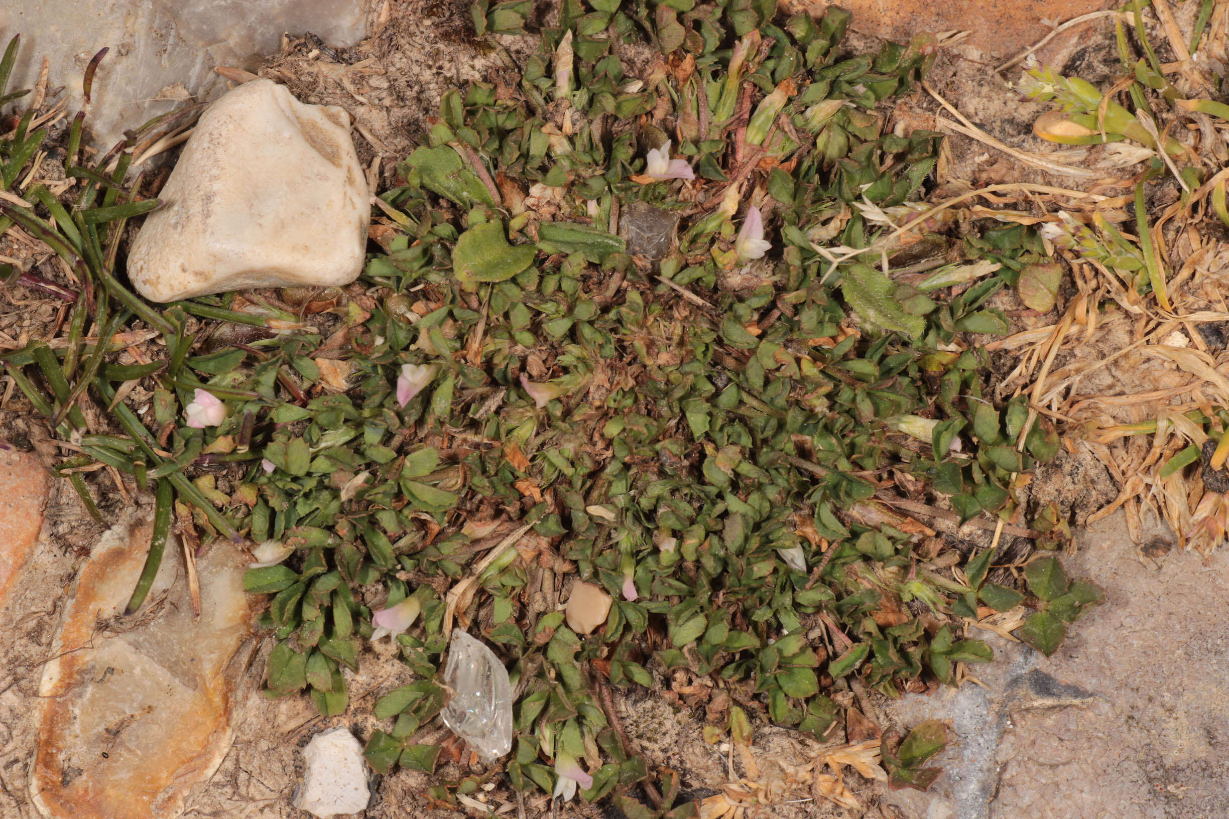 Sivun Trifolium ornithopodioides (L.) Sm. kuva