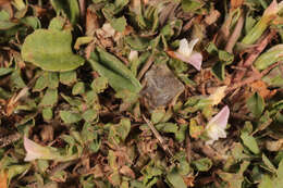 Sivun Trifolium ornithopodioides (L.) Sm. kuva