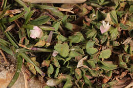 Sivun Trifolium ornithopodioides (L.) Sm. kuva