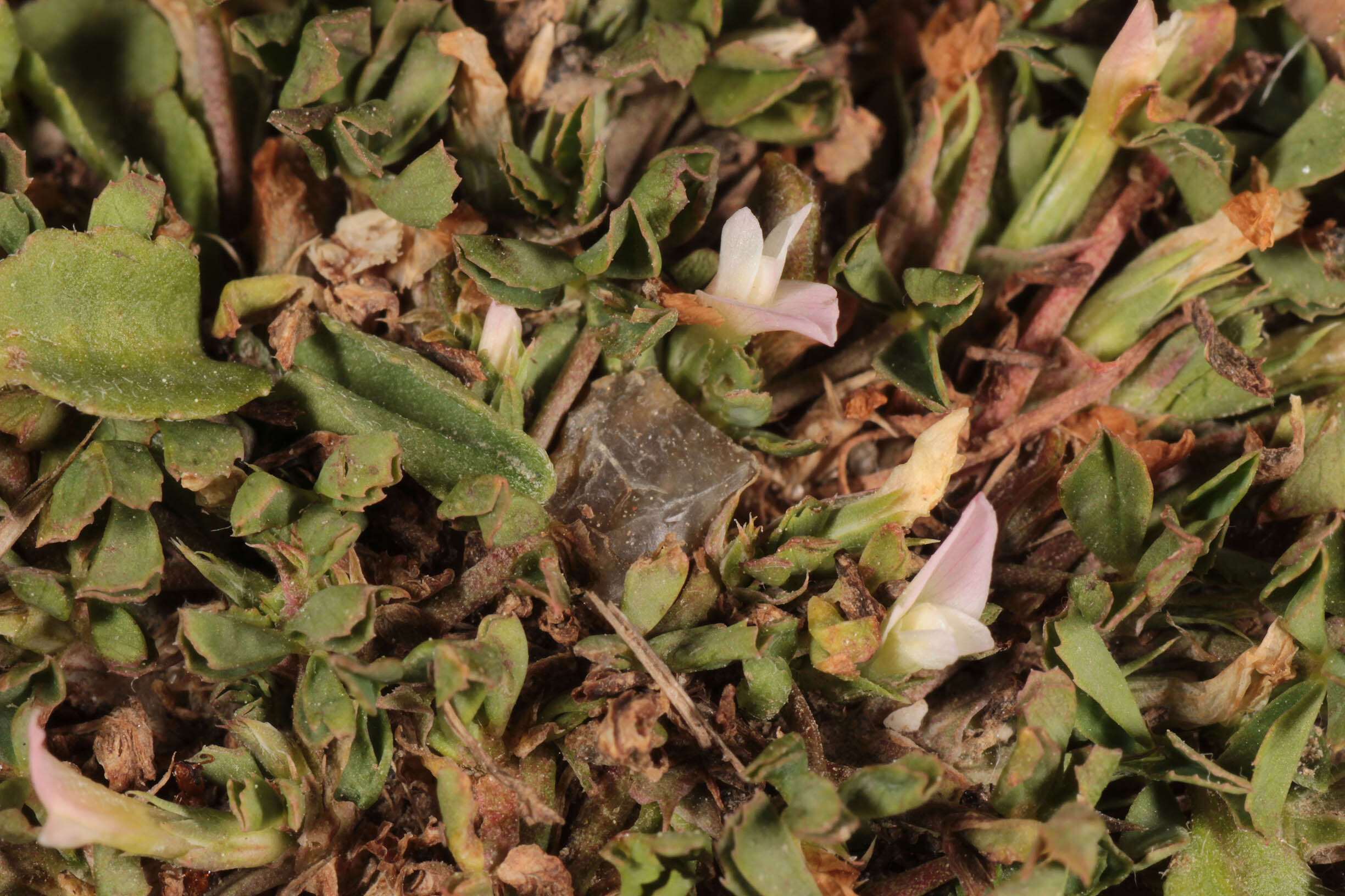 Sivun Trifolium ornithopodioides (L.) Sm. kuva