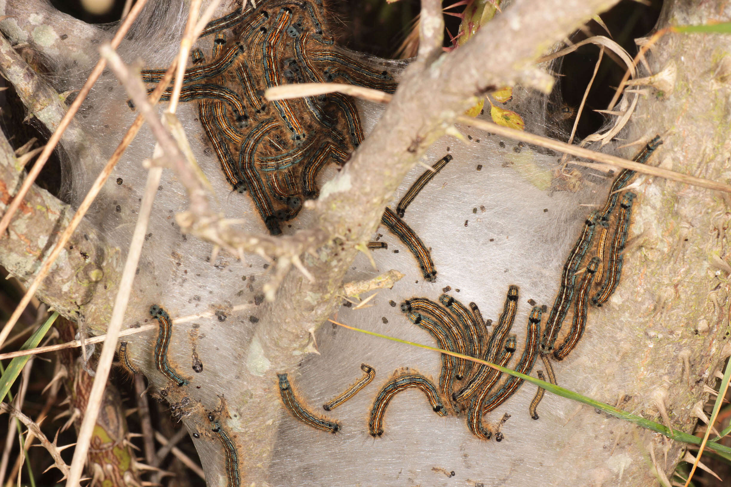 Image of lackey moth