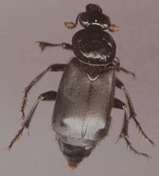 Image of Nicrophorus (Nicrophorus) humator (Gleditsch 1767)