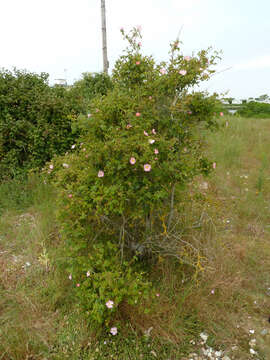 Image of Sweet-briar