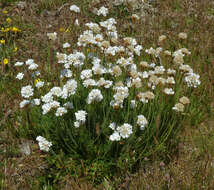 Image of thrift seapink