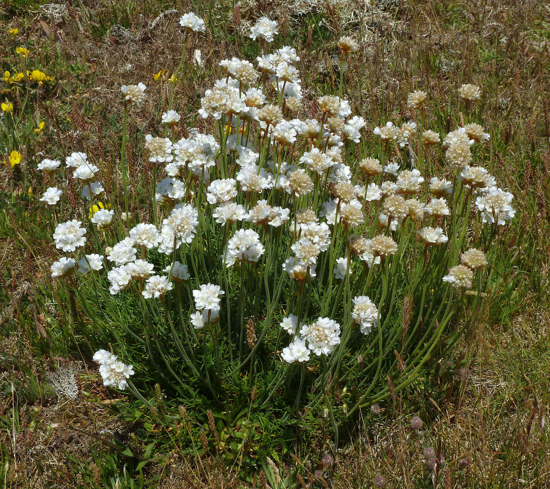 Image of thrift seapink