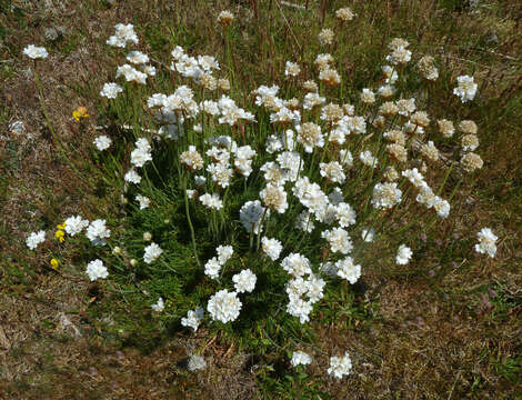 Image of thrift seapink