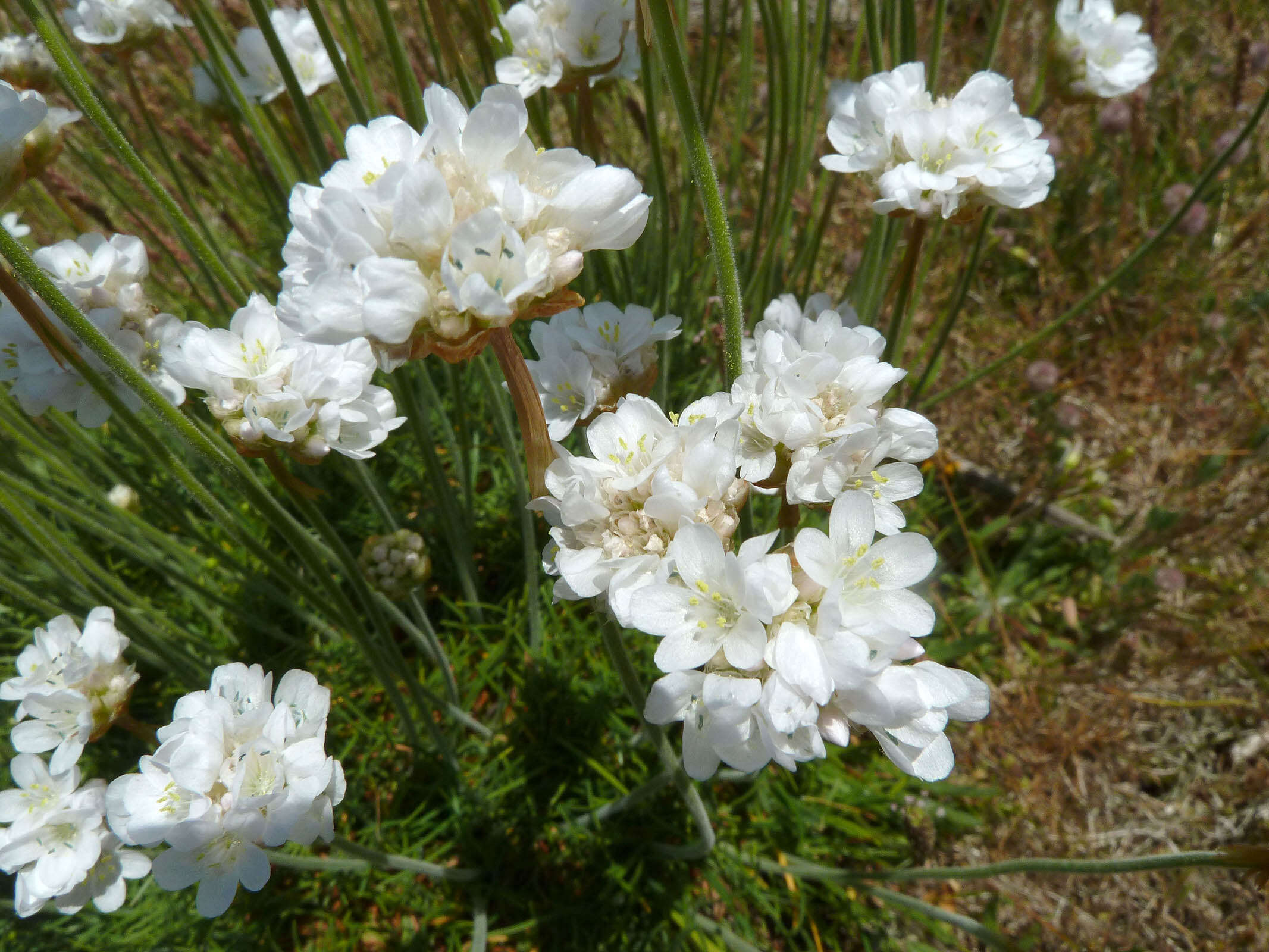 Image of thrift seapink