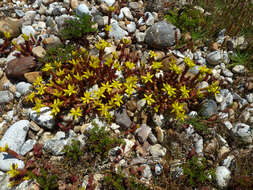 Image of Biting Stonecrop