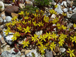 Image of Biting Stonecrop