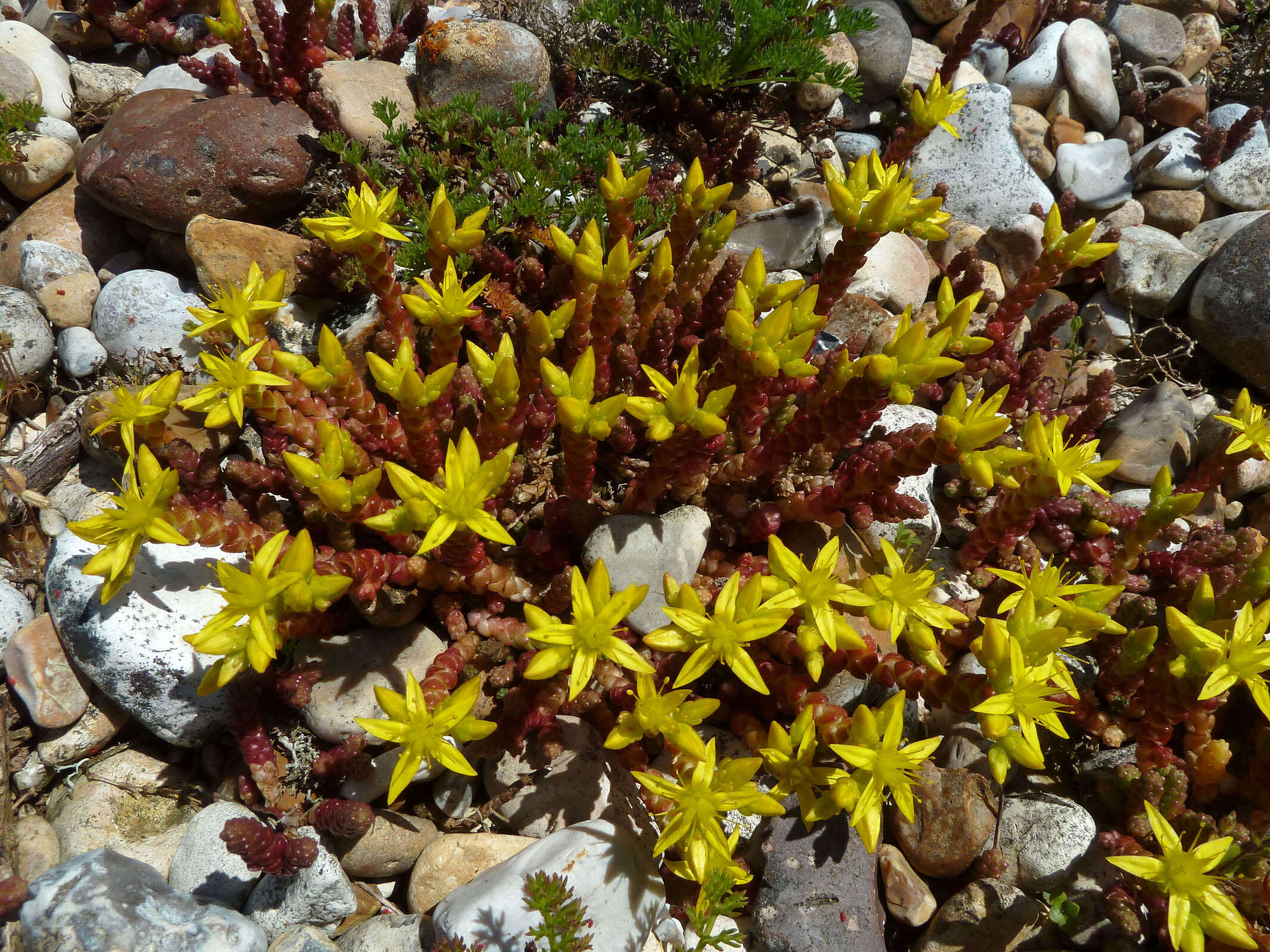 Image of Biting Stonecrop