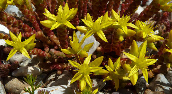 Image of Biting Stonecrop