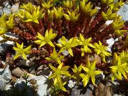 Image of Biting Stonecrop