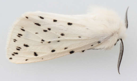 Image of white ermine