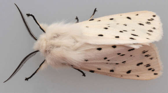 صورة Spilosoma lubricipeda Linnaeus 1758