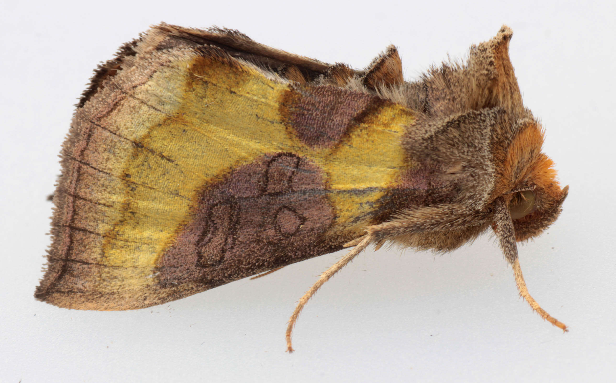 Image of burnished brass