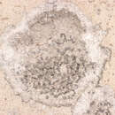 Image of Churchyard lecanactis