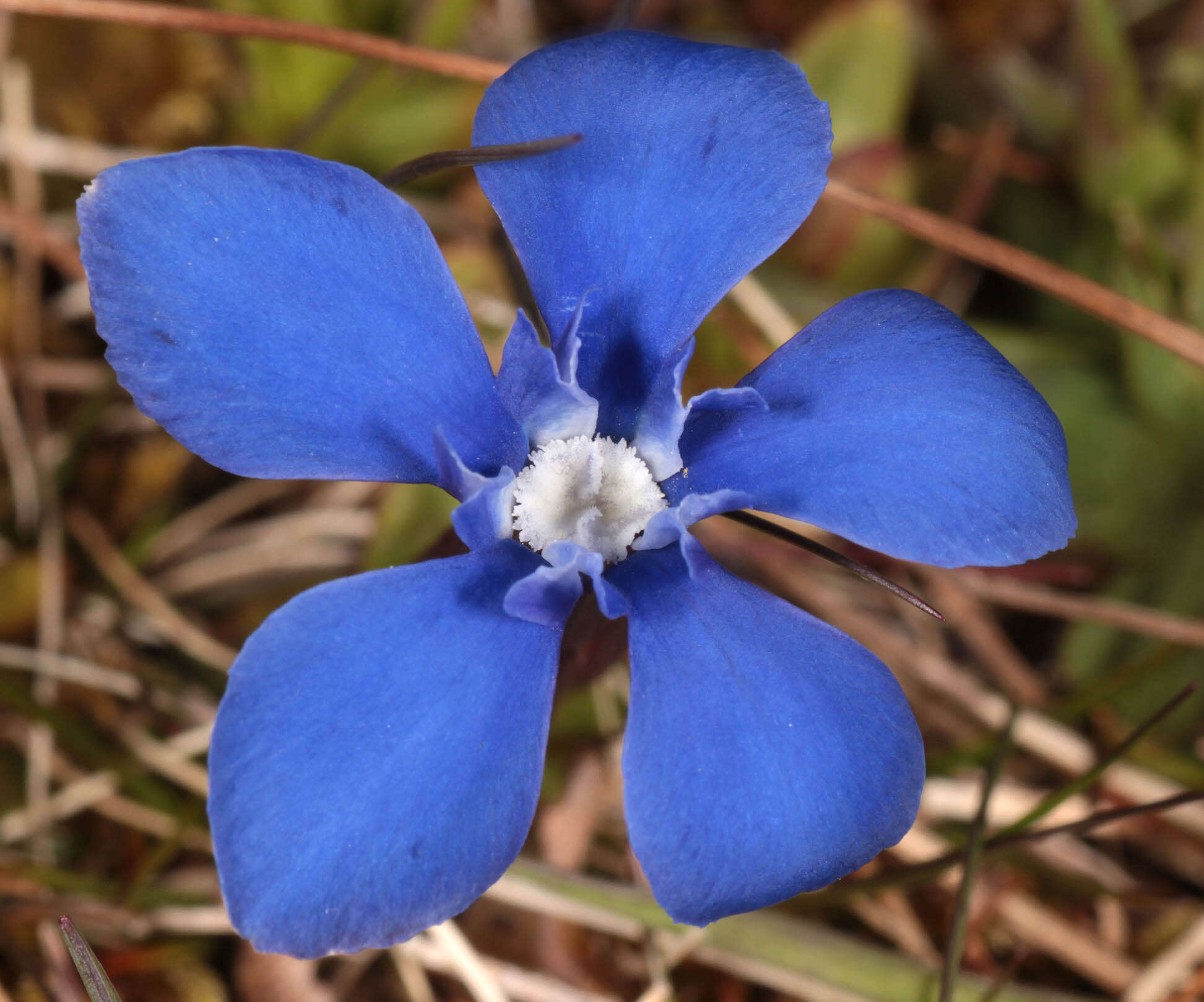 Image of spring gentian