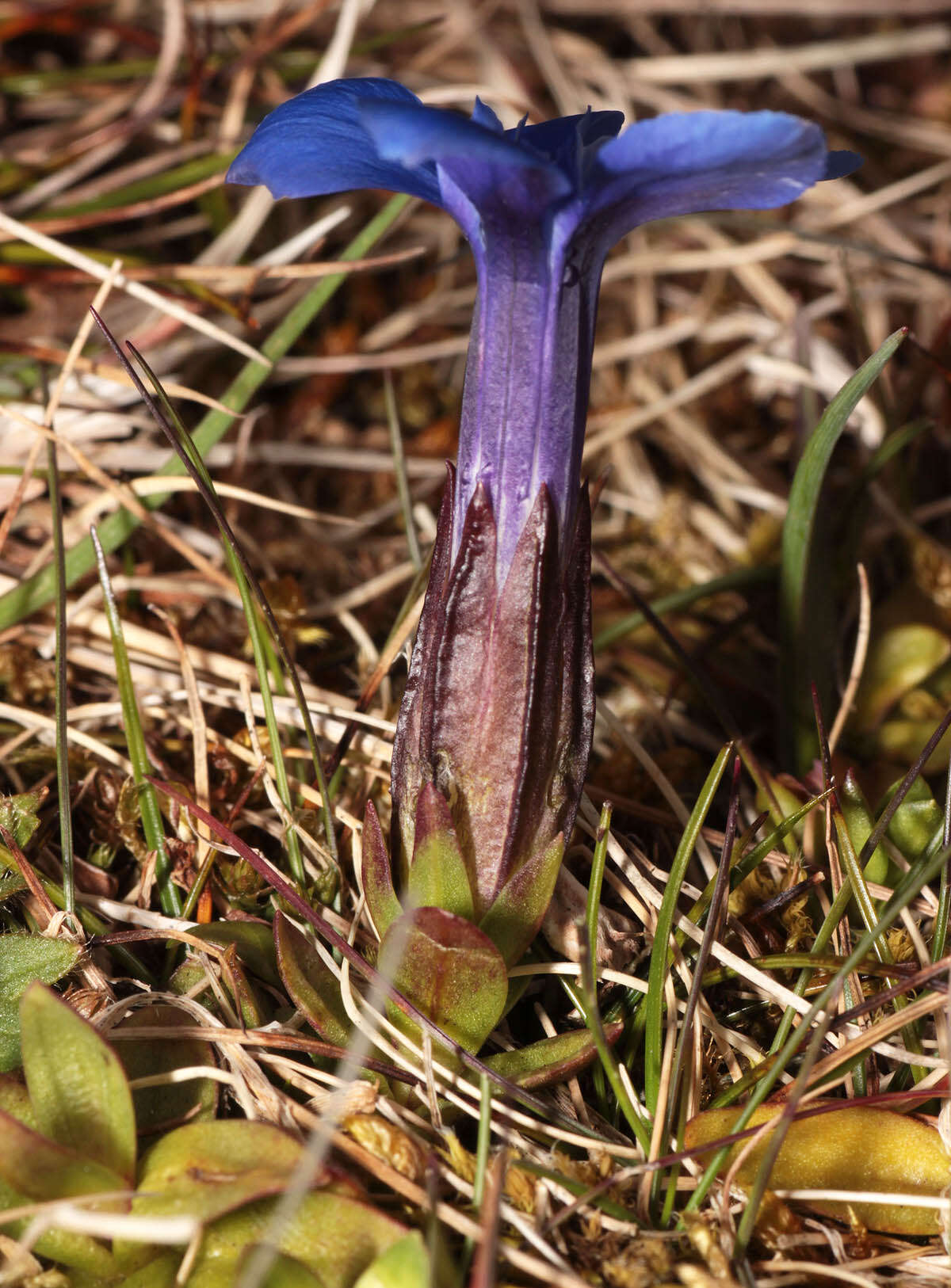 Image of spring gentian