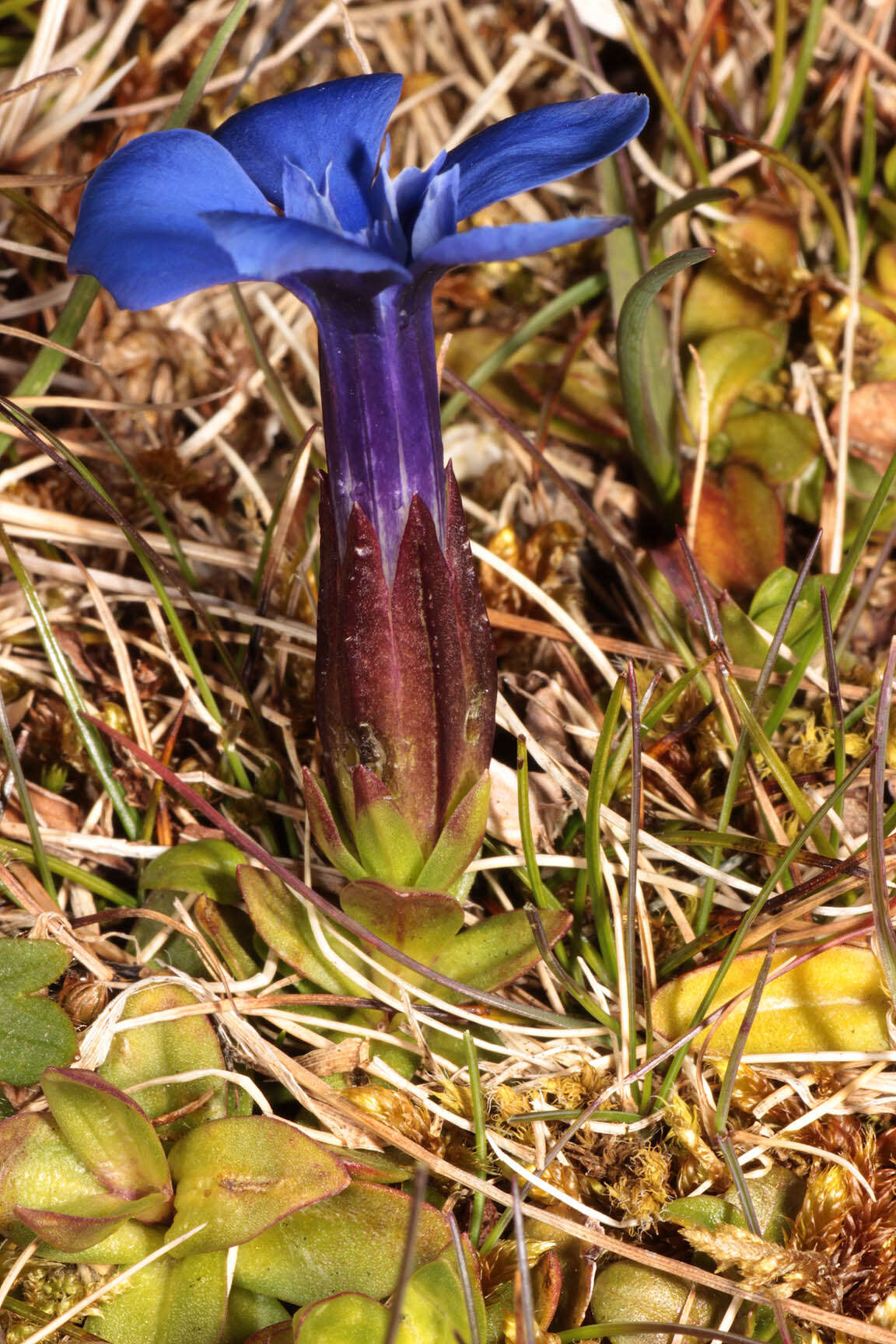 Image of spring gentian