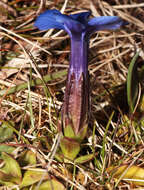 Image of spring gentian