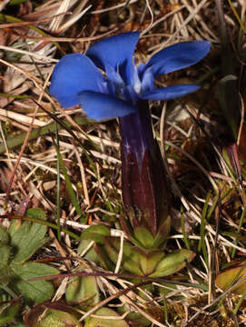 Image of spring gentian