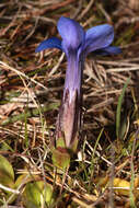 Image of spring gentian