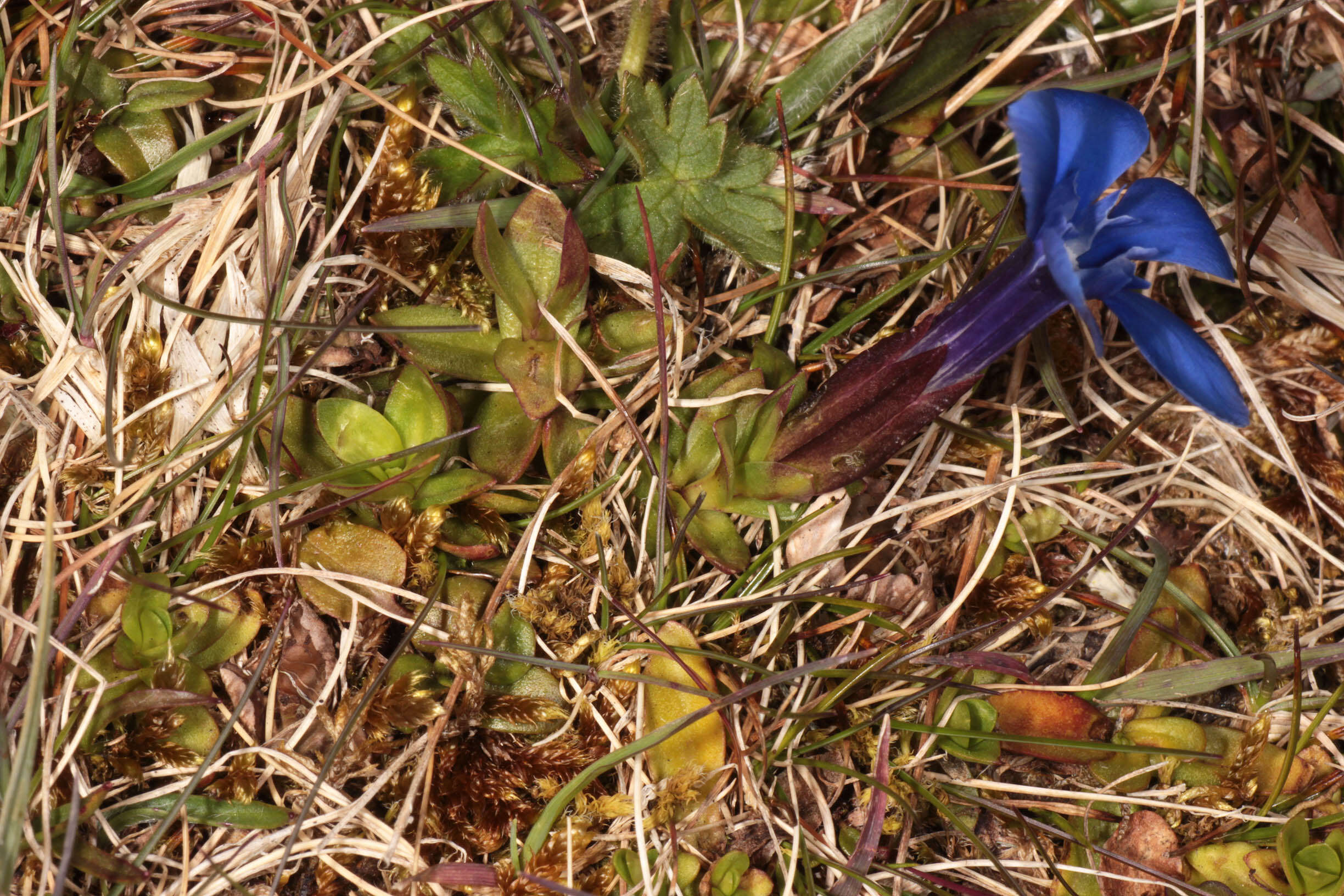 Image of spring gentian