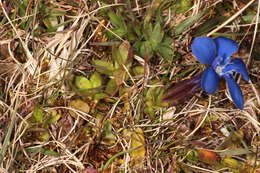 Image of spring gentian