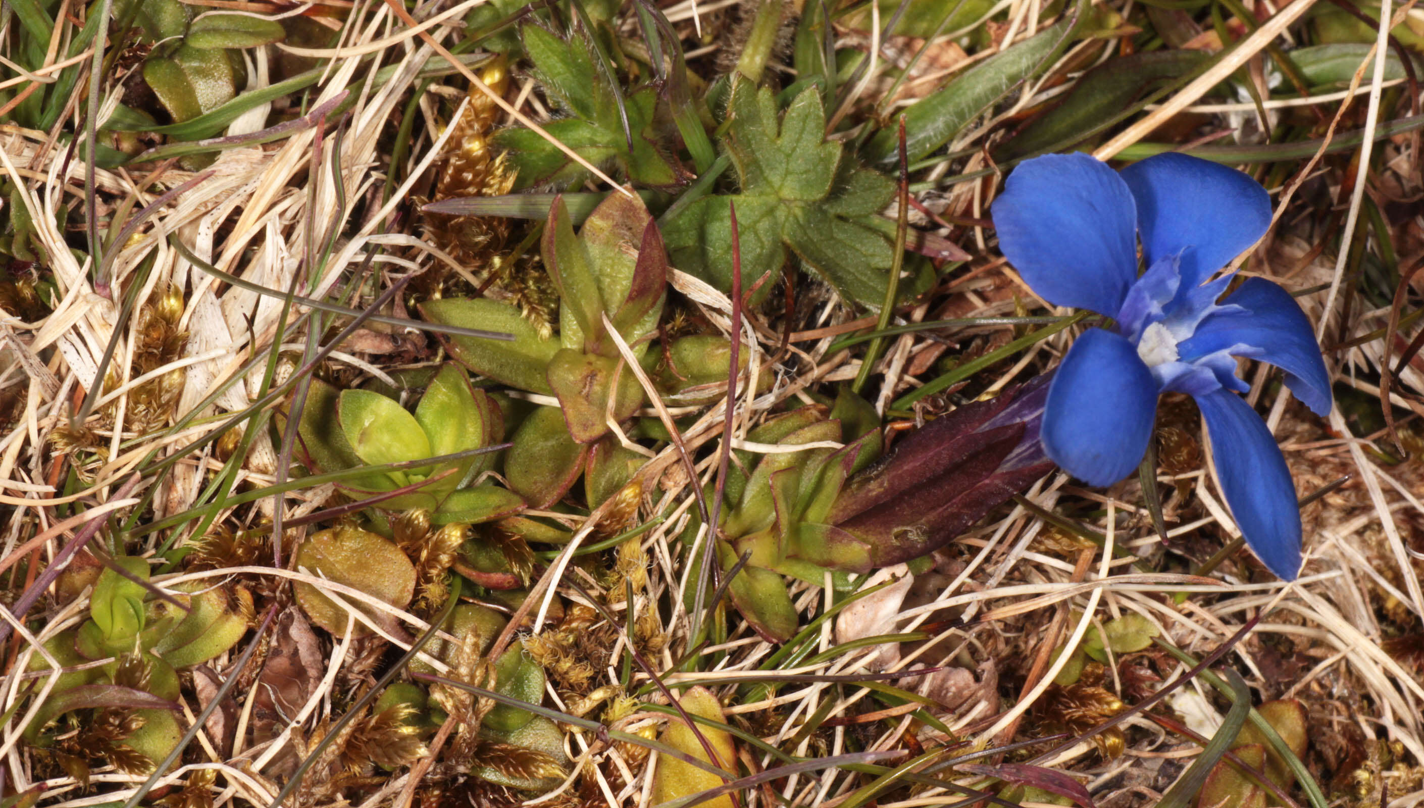 Image of spring gentian