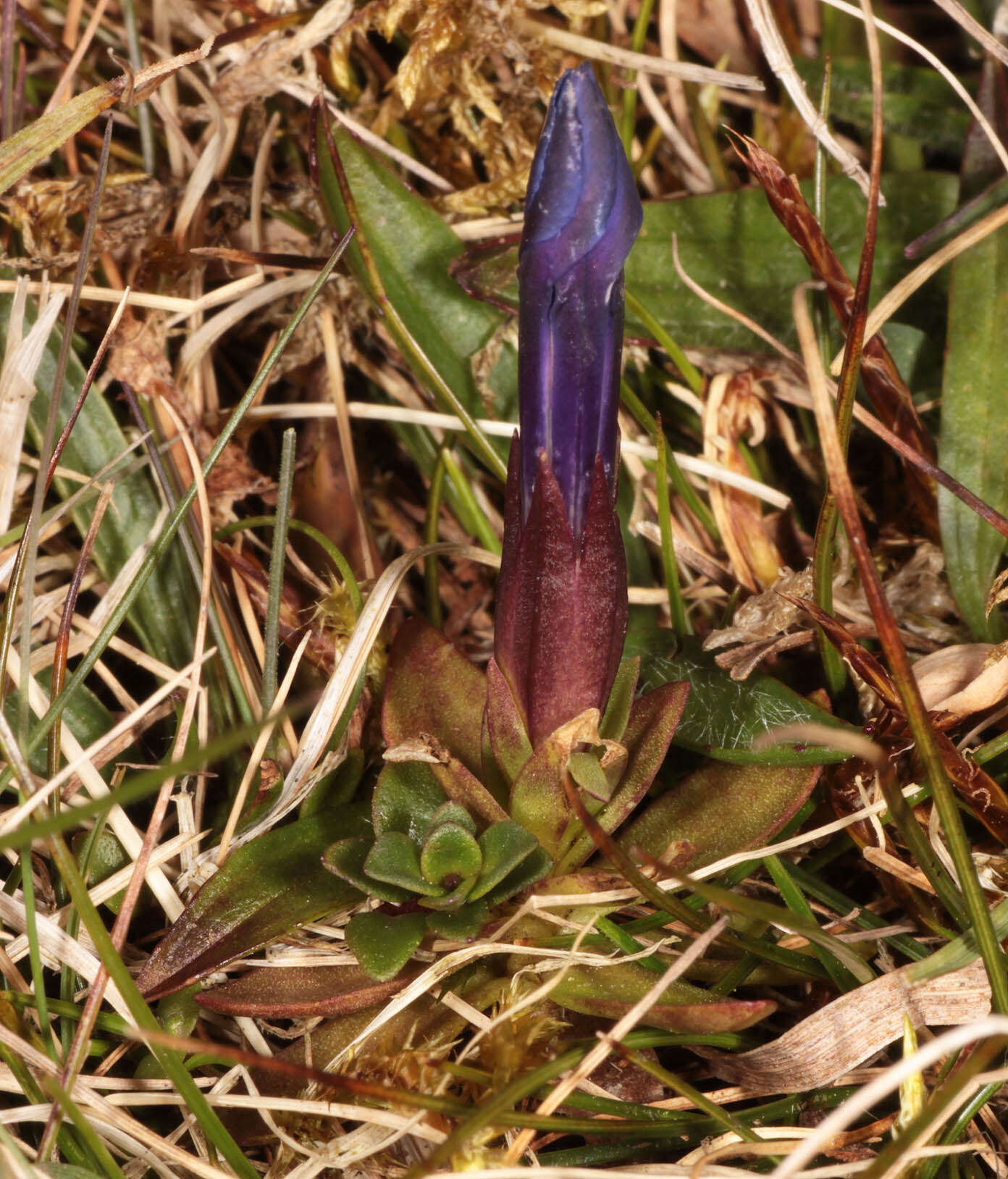 Image of spring gentian