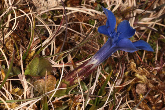 Image of spring gentian