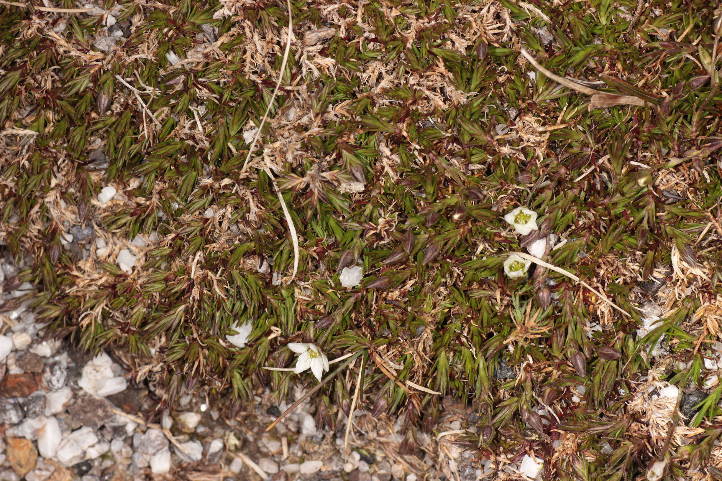 Imagem de Sabulina stricta (Sw.) Rchb.