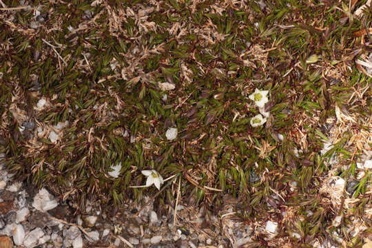 Image of Bog Stitchwort