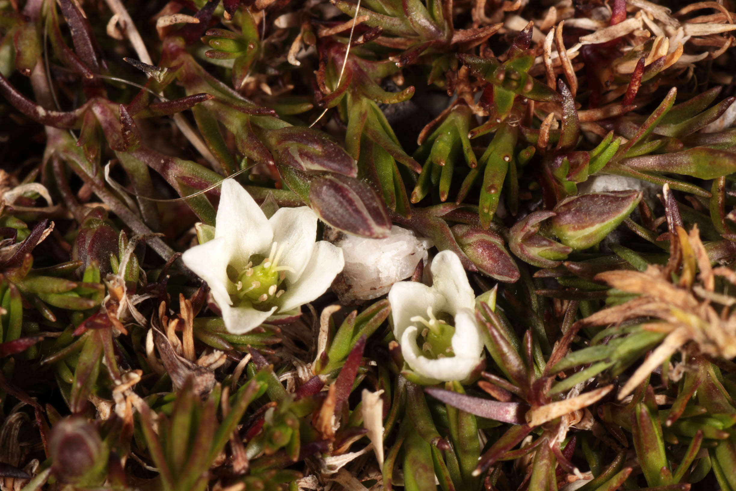 Imagem de Sabulina stricta (Sw.) Rchb.