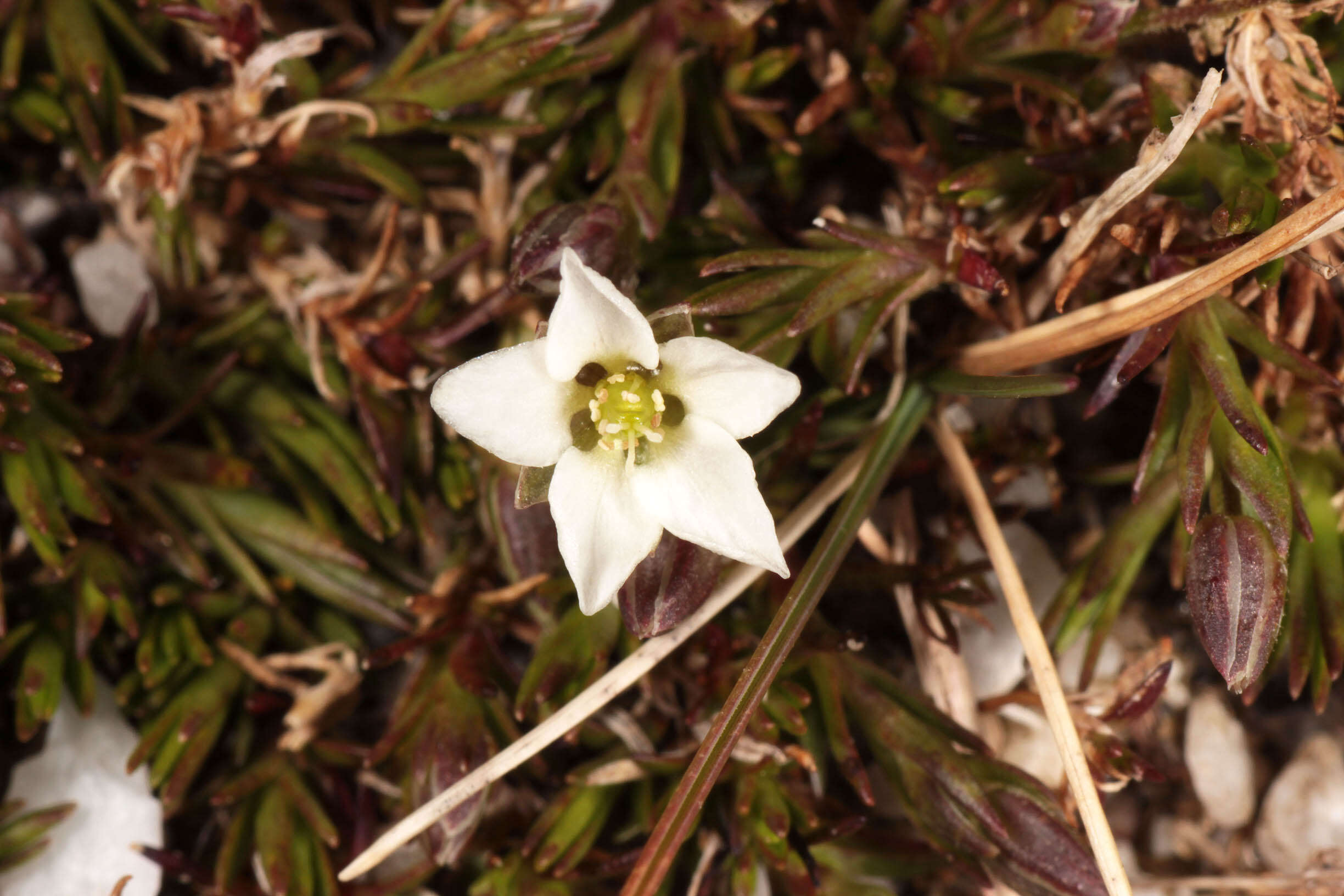 Imagem de Sabulina stricta (Sw.) Rchb.