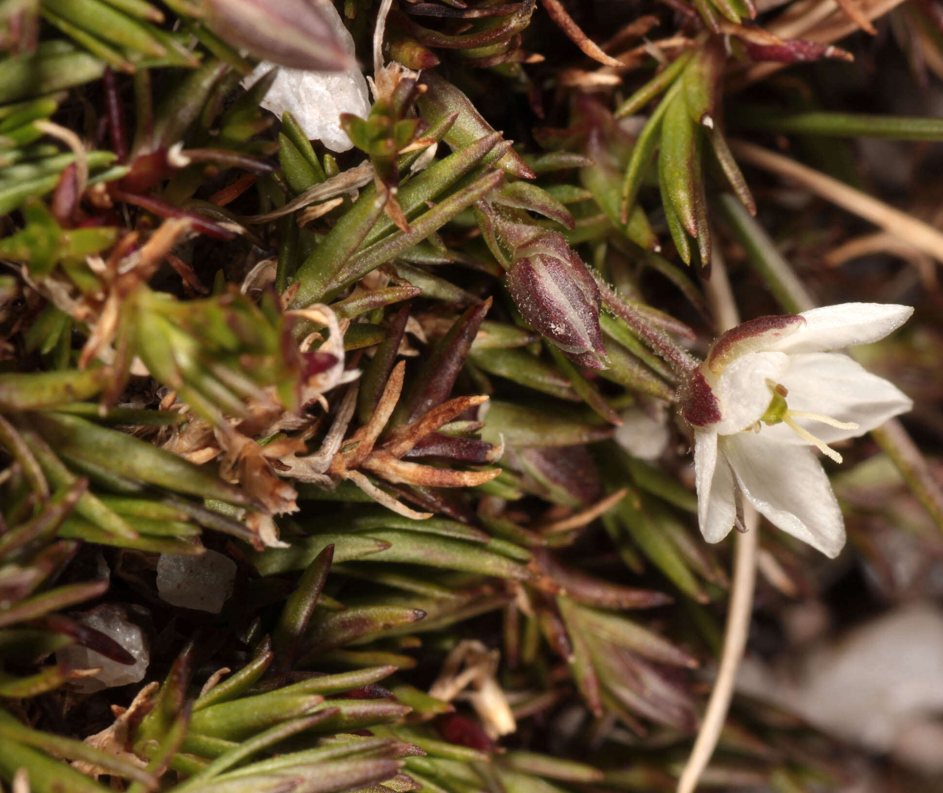 Imagem de Sabulina stricta (Sw.) Rchb.