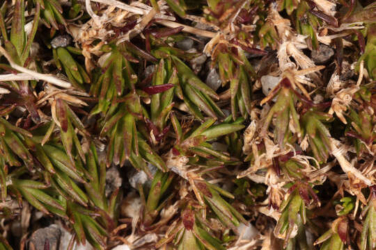 Image of Bog Stitchwort