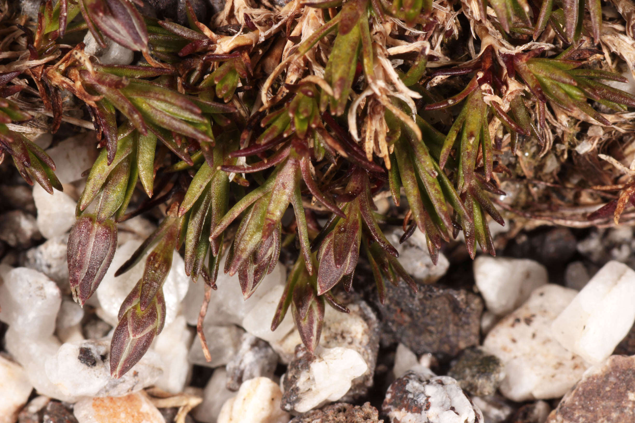 Imagem de Sabulina stricta (Sw.) Rchb.