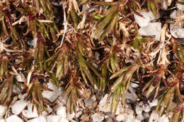 Image of Bog Stitchwort