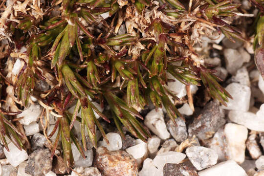 Image of Bog Stitchwort