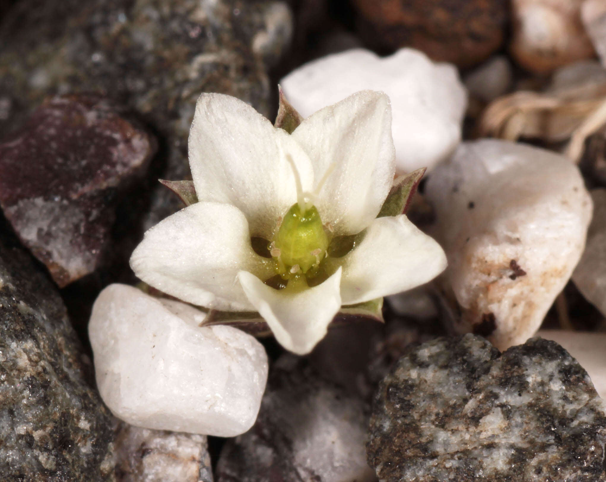 Image of Bog Stitchwort