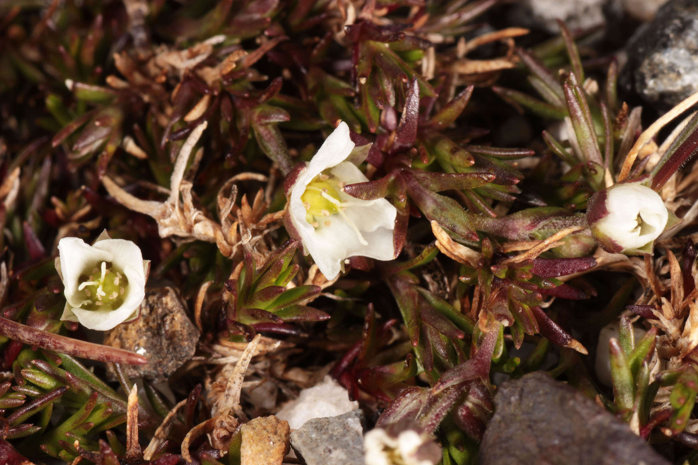 Imagem de Sabulina stricta (Sw.) Rchb.