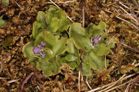 Image of Primula pulverulenta Duthie