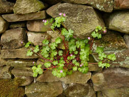 Image of shining geranium