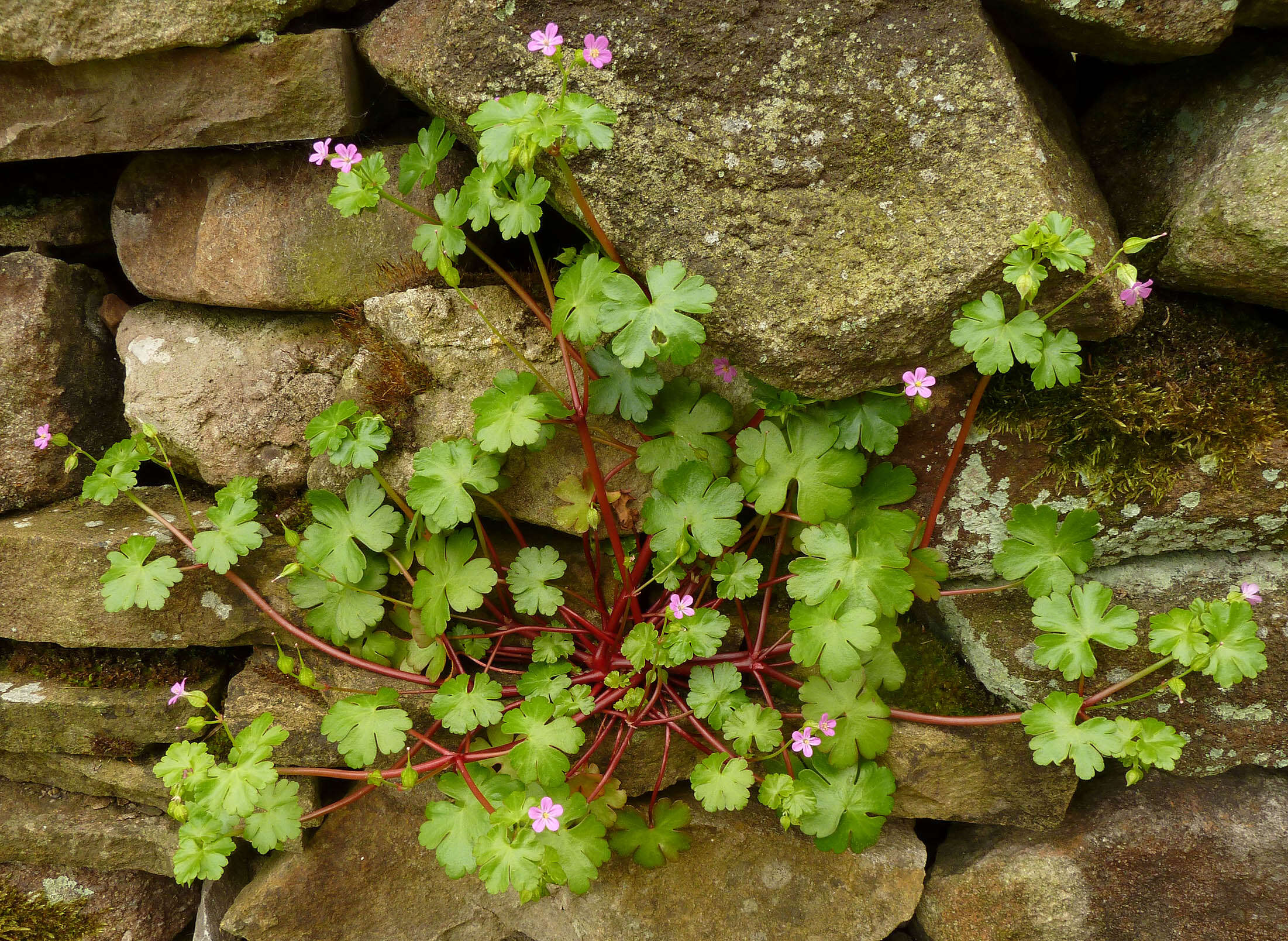 Image of shining geranium