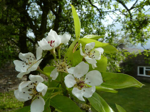 Plancia ëd Pyrus communis L.