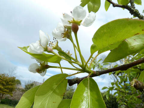 Plancia ëd Pyrus communis L.