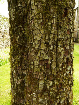 Plancia ëd Pyrus communis L.