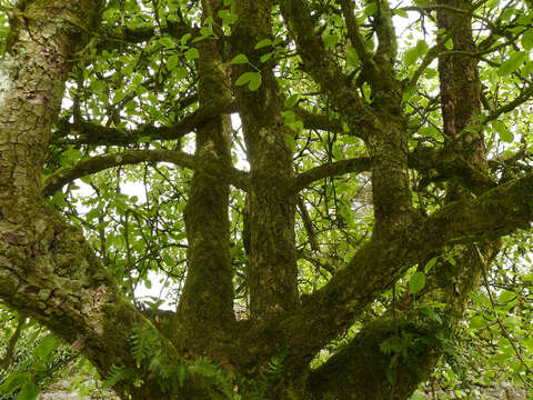 Plancia ëd Pyrus communis L.