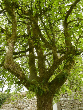 Plancia ëd Pyrus communis L.